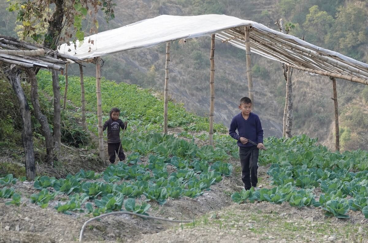 Green Food Foundation Nepal 7 Green Food Foundation Nepal 7